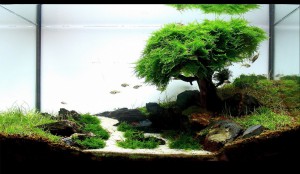 aquascapin Iwagumi bonsai
