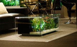 table aquarium