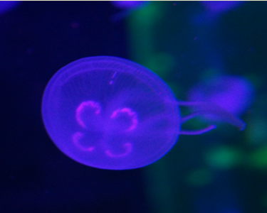 Le monde des méduses