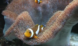 poisson clown corail