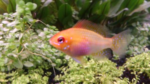 aquarium d'eau douce