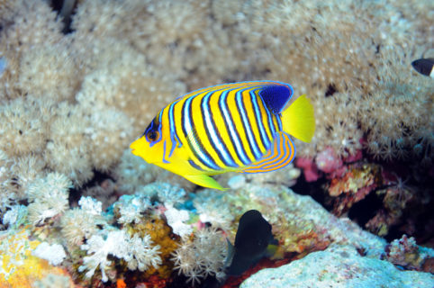 Pygoplites diacanthus