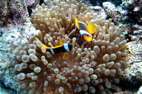 Amphiprion