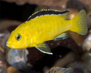 labidochromis